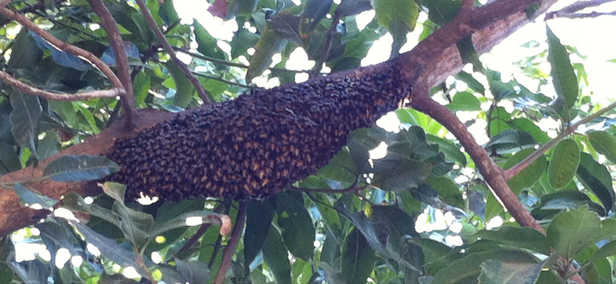 Direitos de Personalidade das Pessoas Colectivas