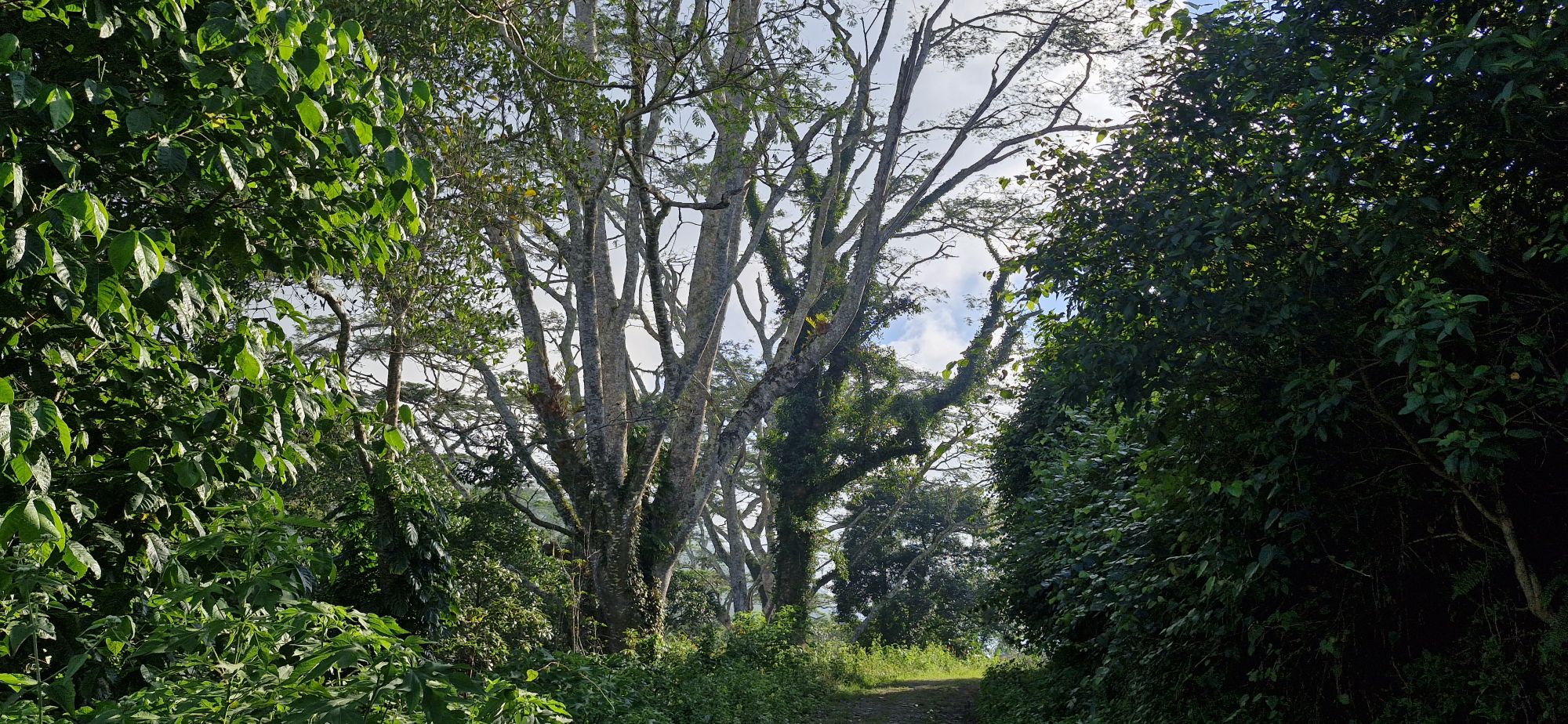 Inísiu husi personalidade jurídika ema singular ida nian